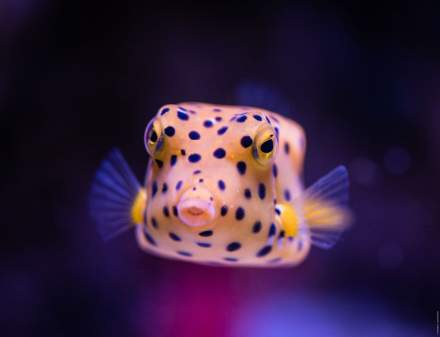 Aquarium La Rochelle - Stanislas Ledoux - Poisson coffre